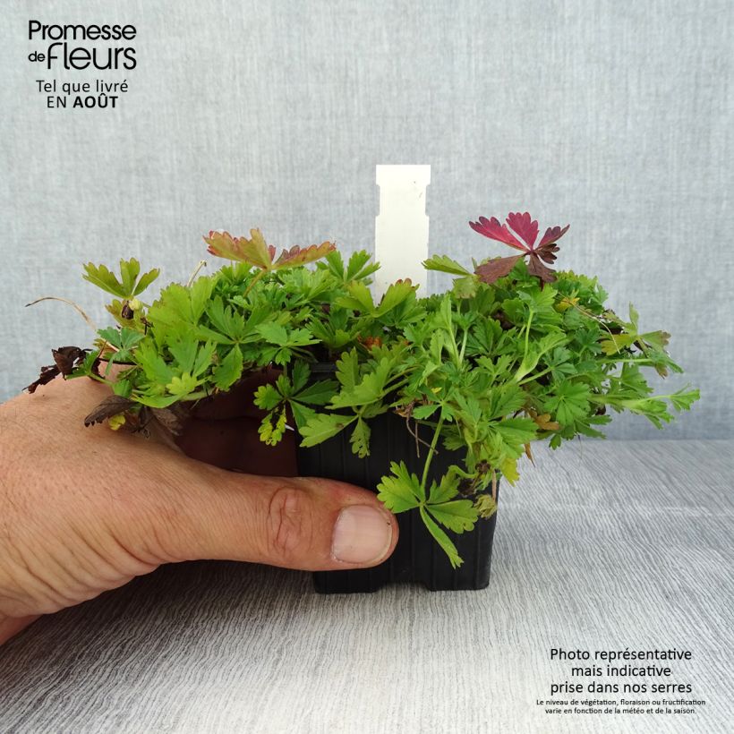 Potentilla verna - Cinquefoil 8/9 cm pot sample as delivered in summer