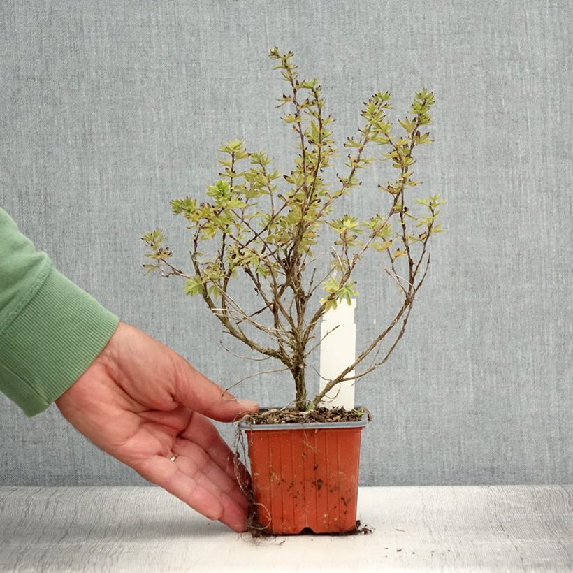 Potentilla fruticosa Bella Apple - Shrubby cinquefoil 8/9 cm pot sample as delivered in summer