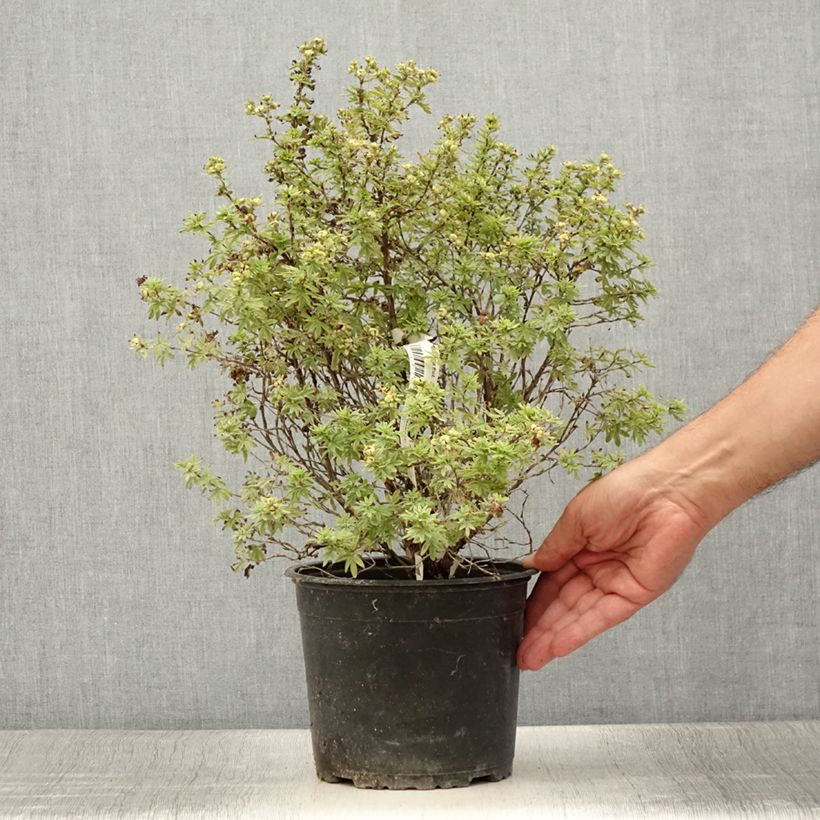 Potentilla fruticosa Bella Apple - Shrubby cinquefoil 3L/4L pot sample as delivered in summer