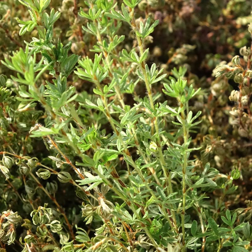 Potentilla fruticosa Bella Sol ´Hachdon´ (Foliage)