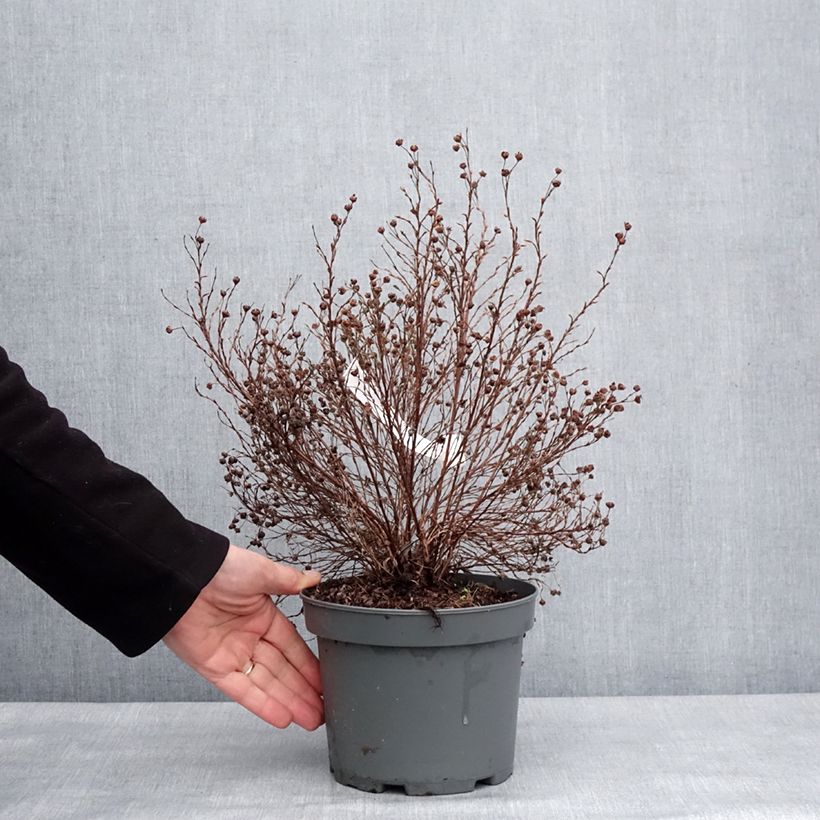 Potentilla fruticosa Bella Sol ´Hachdon´ 2L/3L pot sample as delivered in winter