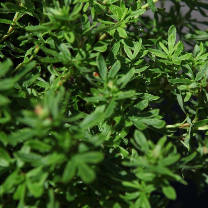 Potentilla fruticosa Bella Sol - Shrubby Cinquefoil (Foliage)