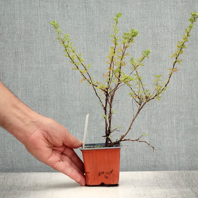 Potentilla fruticosa Hopleys Orange - Shrubby Cinquefoil 8/9 cm pot sample as delivered in summer