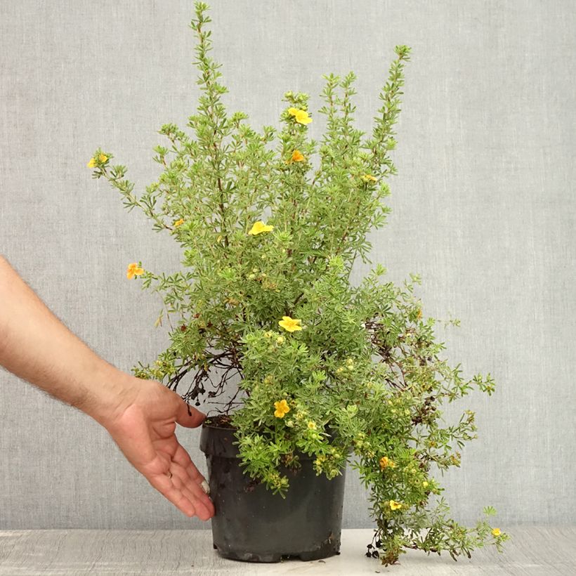 Potentilla fruticosa Hopleys Orange - Shrubby Cinquefoil 3L/4L pot sample as delivered in summer