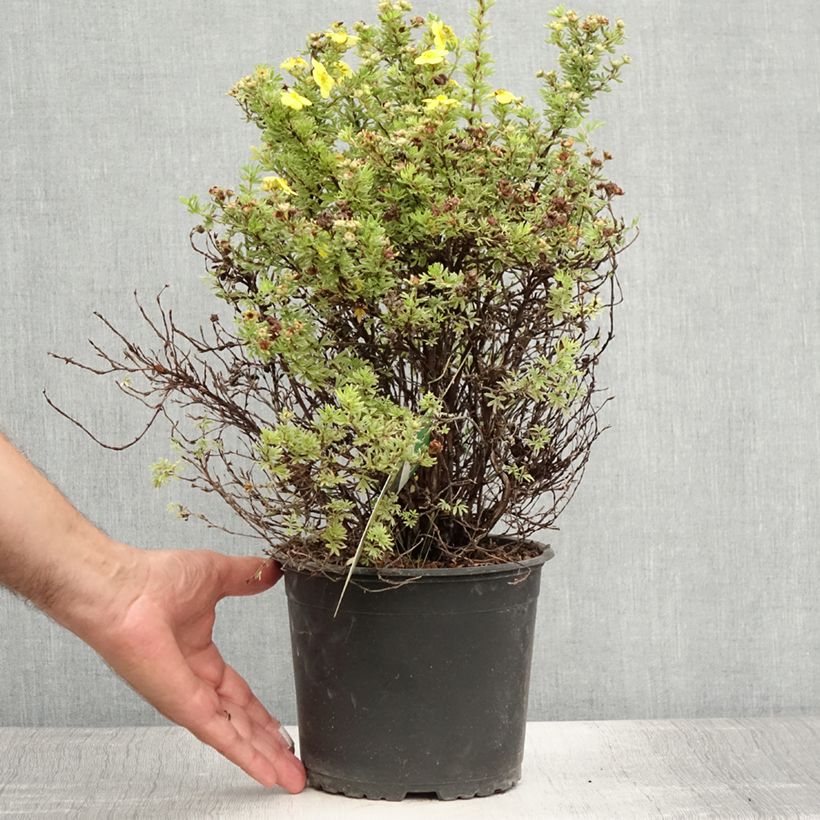 Potentilla fruticosa Kobold - Shrubby Cinquefoil 3L/4L pot sample as delivered in summer