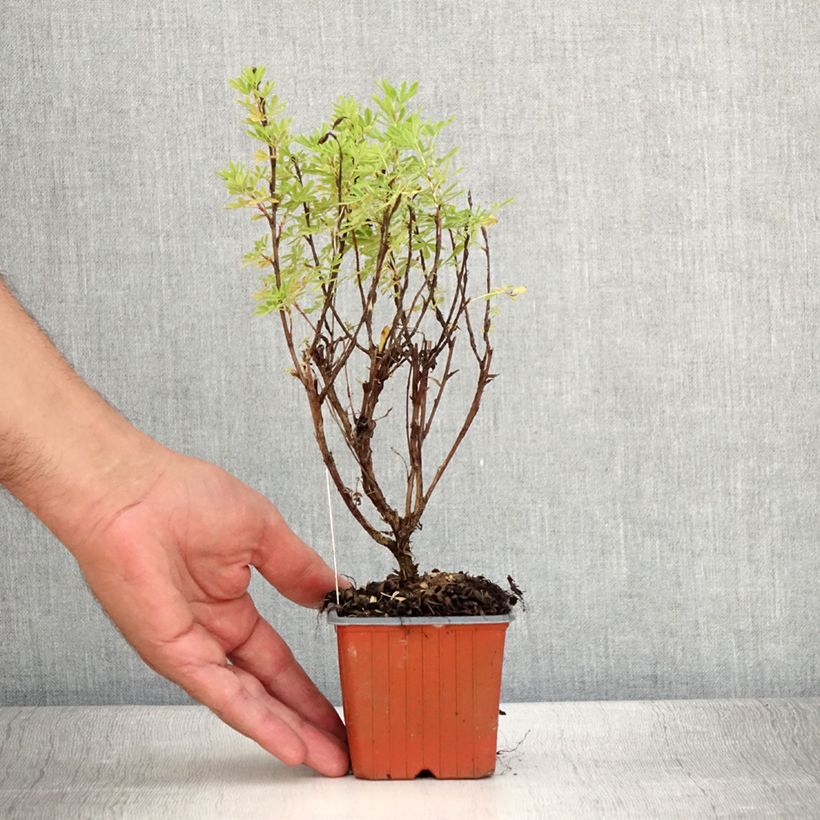 Potentilla fruticosa Marmalade 8/9 cm pot sample as delivered in summer