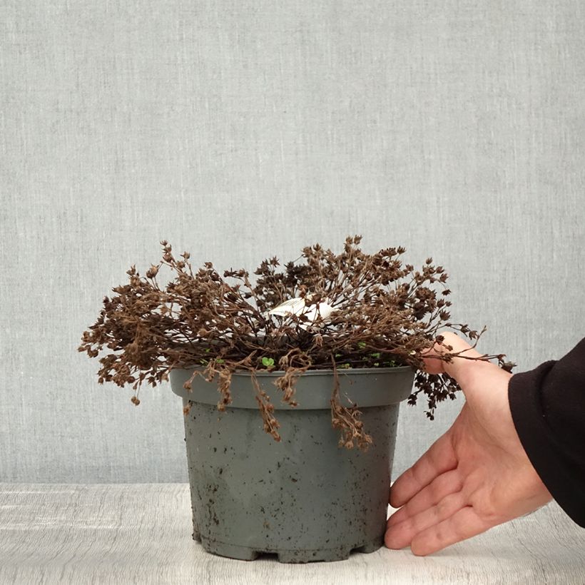 Potentilla fruticosa Bella Bianca - Shrubby Cinquefoil 2L/3L pot sample as delivered in autumn