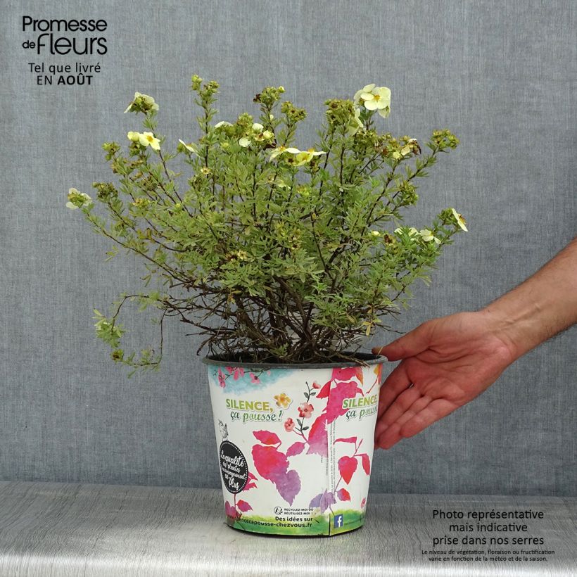 Potentilla fruticosa Creamissima - Shrubby Cinquefoil 4L/5L pot sample as delivered in summer