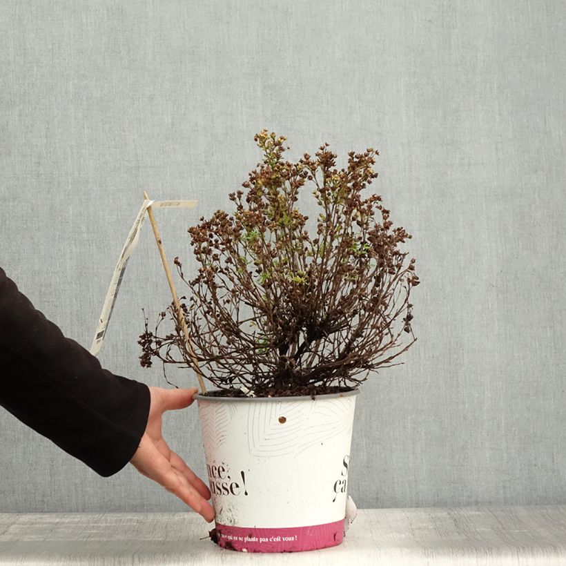 Potentilla fruticosa Double Punch Peach - Shrubby Cinquefoil 4L/5L pot sample as delivered in autumn