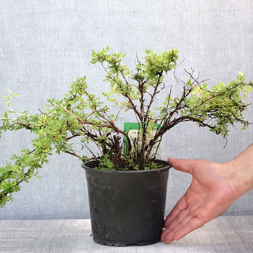 Potentilla fruticosa Elizabeth (= Sutters gold) 2L/3L pot sample as delivered in summer
