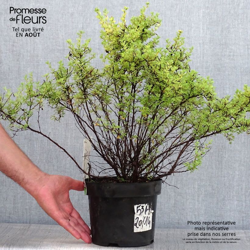 Potentilla fruticosa Red Lady - Shrubby Cinquefoil 2L/3L pot sample as delivered in summer