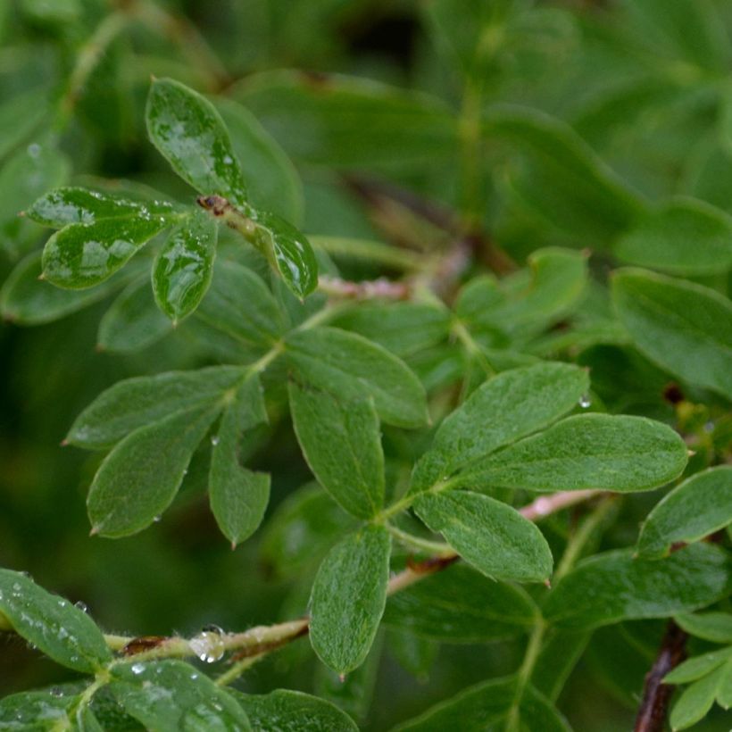 Potentilla fruticosa Abbotswood - Shrubby Cinquefoil (Foliage)