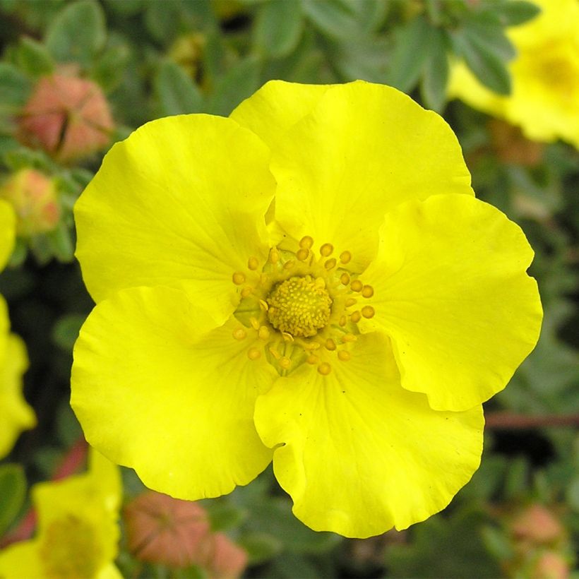 Potentilla fruticosa - Shrubby Cinquefoil (Flowering)