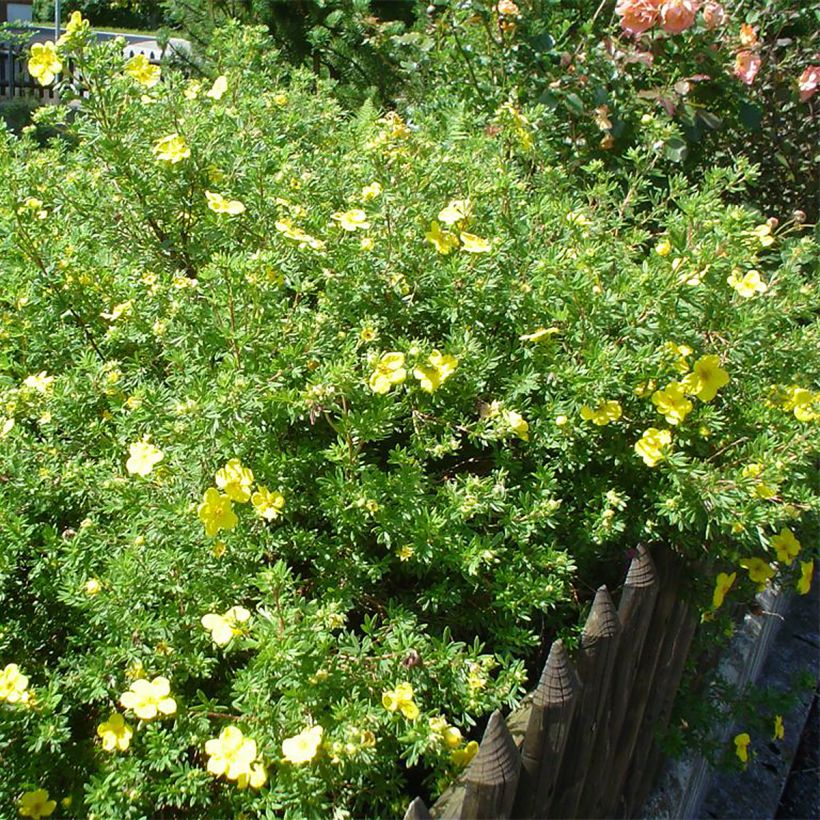 Potentilla fruticosa - Shrubby Cinquefoil (Plant habit)