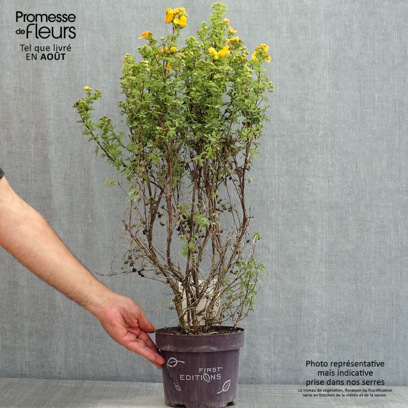 Potentilla fruticosa Mandarin Tango - Shrubby Cinquefoil 2L/3L pot sample as delivered in summer