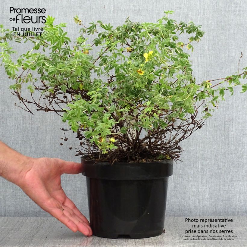 Potentilla fruticosa Medicine Wheel Mountain - Shrubby Cinquefoil 2L/3L pot sample as delivered in summer