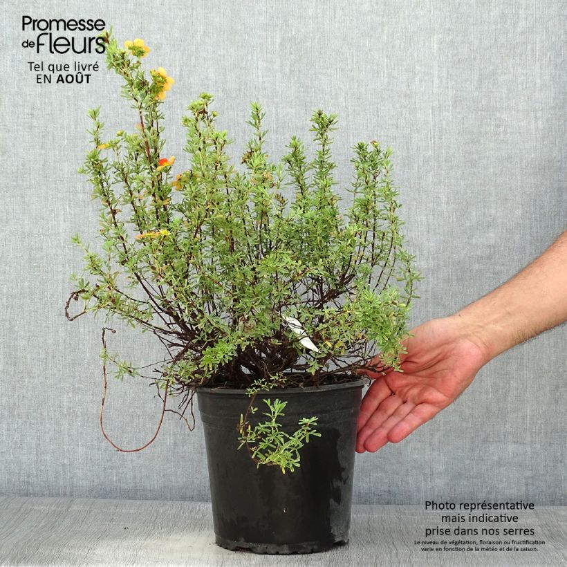 Potentilla fruticosa Orangissima - Shrubby Cinquefoil 4L/5L pot sample as delivered in summer