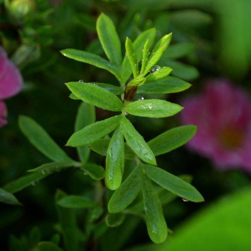 Potentilla fruticosa Pink Paradise - Shrubby Cinquefoil (Foliage)