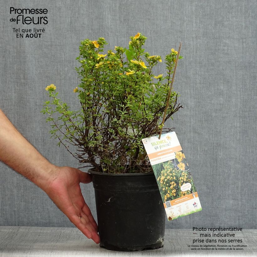 Potentilla fruticosa Solarissima - Shrubby Cinquefoil 4L/5L pot sample as delivered in summer