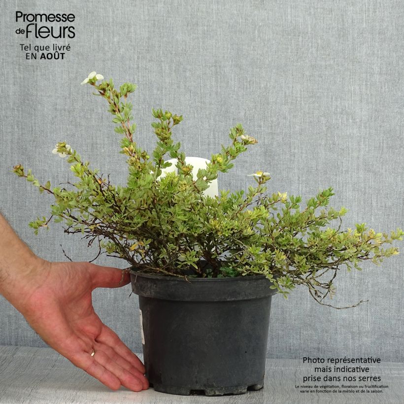 Potentilla fruticosa Tilford Cream - Shrubby Cinquefoil 2L/3L pot sample as delivered in summer