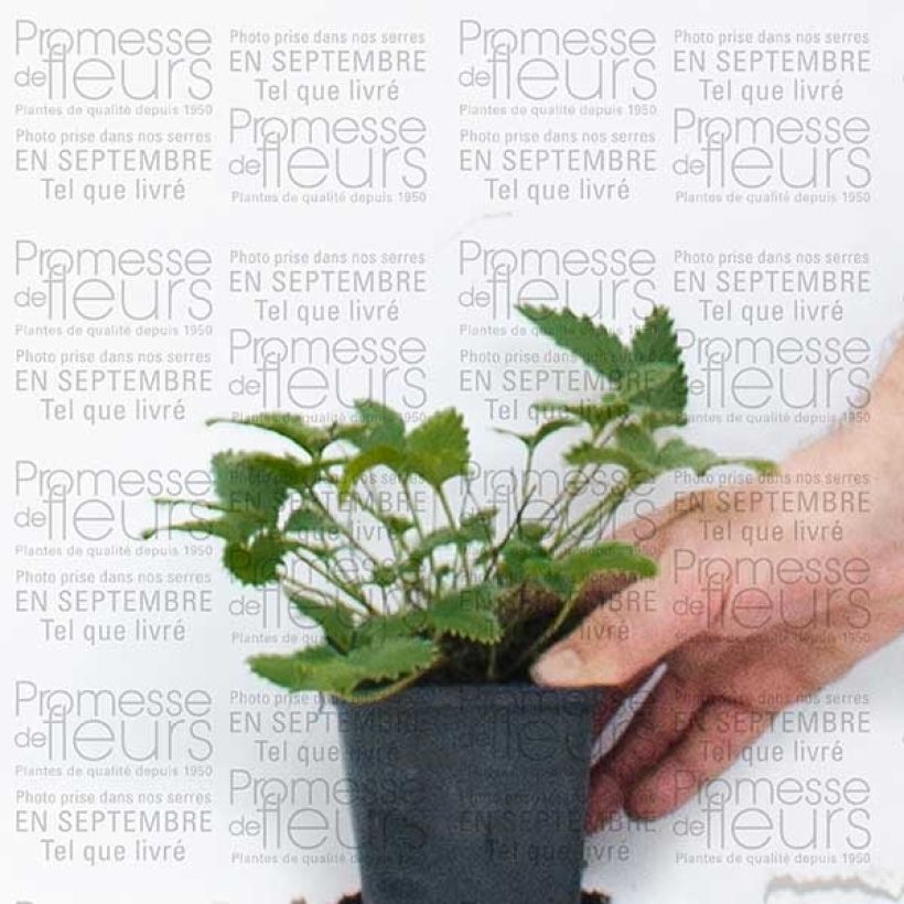 Example of Potentilla Yellow Queen - Cinquefoil 8/9 cm pot specimen as delivered