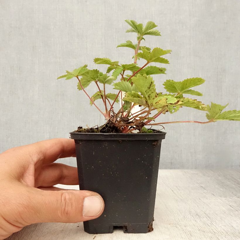 Potentilla Gibsons Scarlet - Cinquefoil 8/9 cm pot sample as delivered in summer