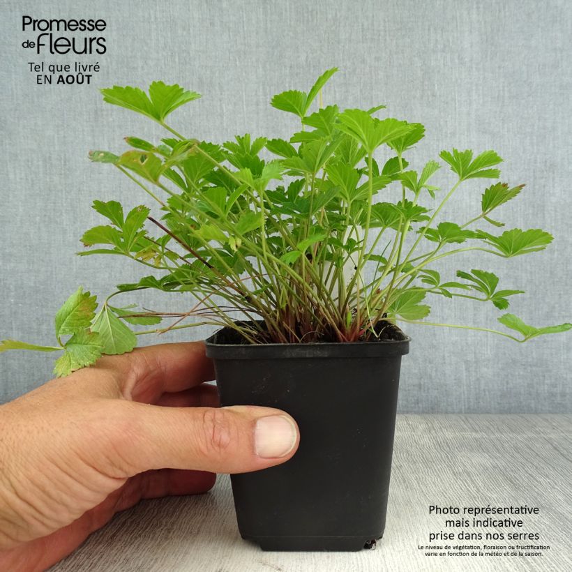Potentilla x tonguei - Cinquefoil 8/9 cm pot sample as delivered in summer