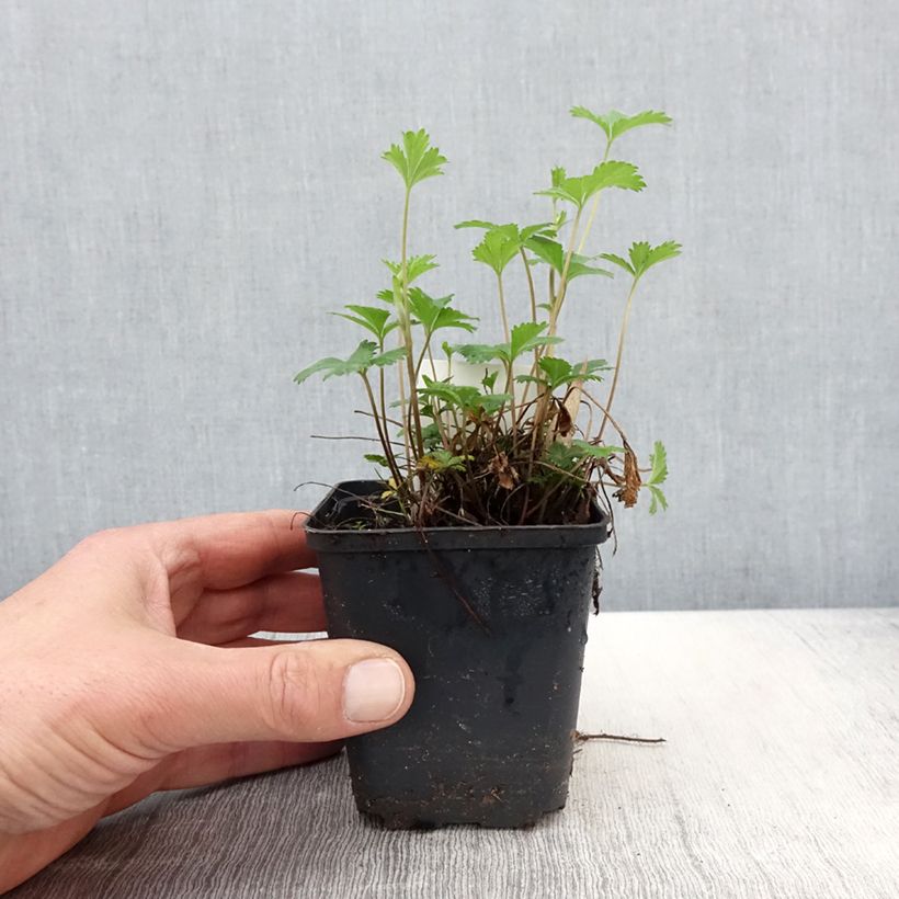 Potentilla x tonguei - Cinquefoil sample as delivered in spring