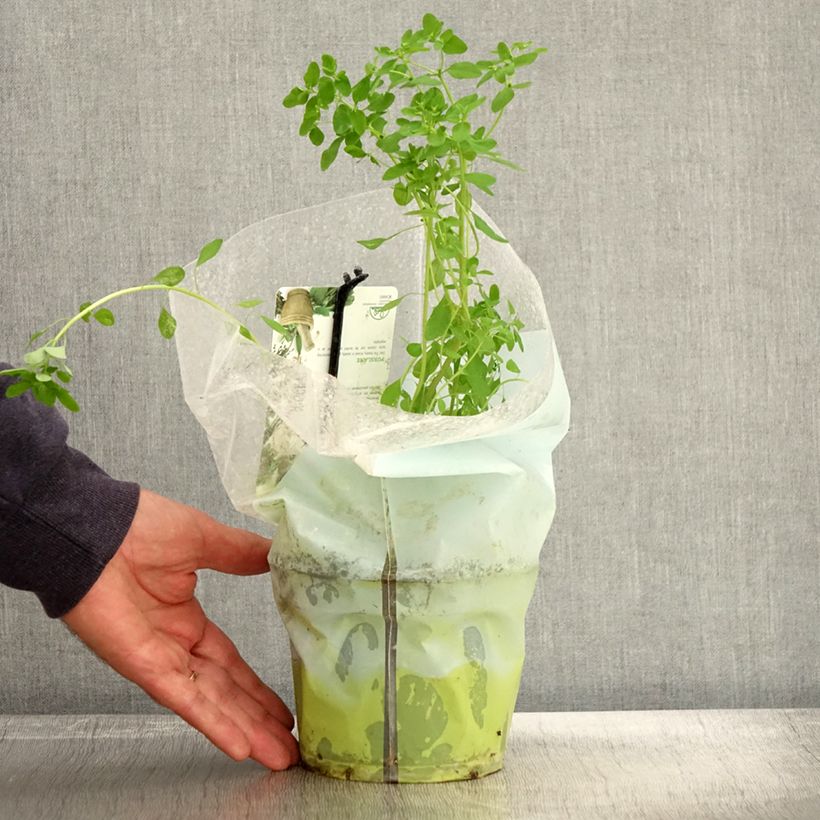 Green or common Purslane - Portulaca oleracea 1.5L/2L pot sample as delivered in autumn