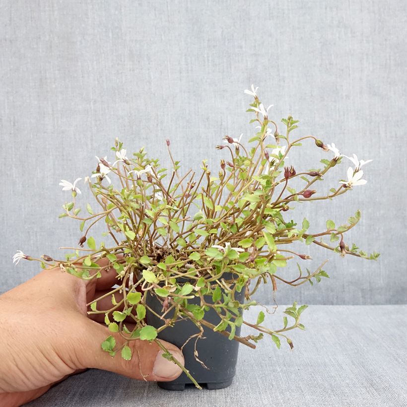 Pratia pedunculata Alba 8/9 cm pot sample as delivered in summer