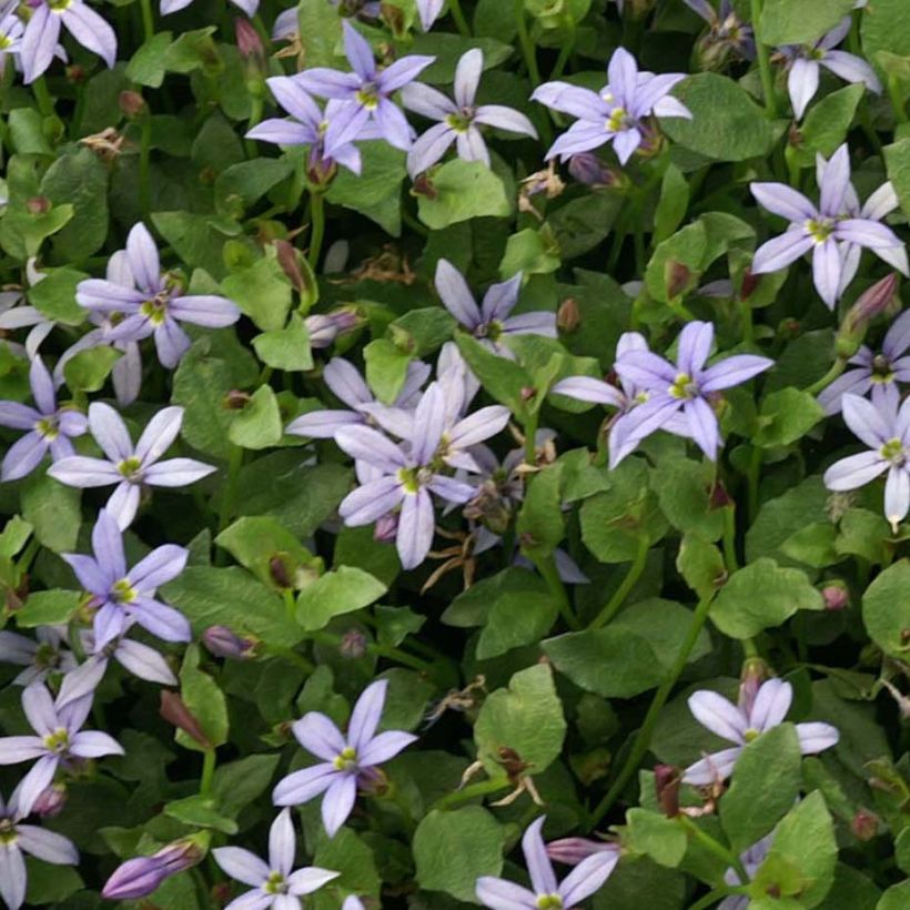 Pratia pedunculata County Park (Foliage)