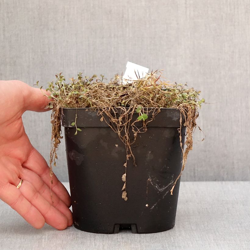 Pratia pedunculata County Park 2L/3L pot sample as delivered in winter