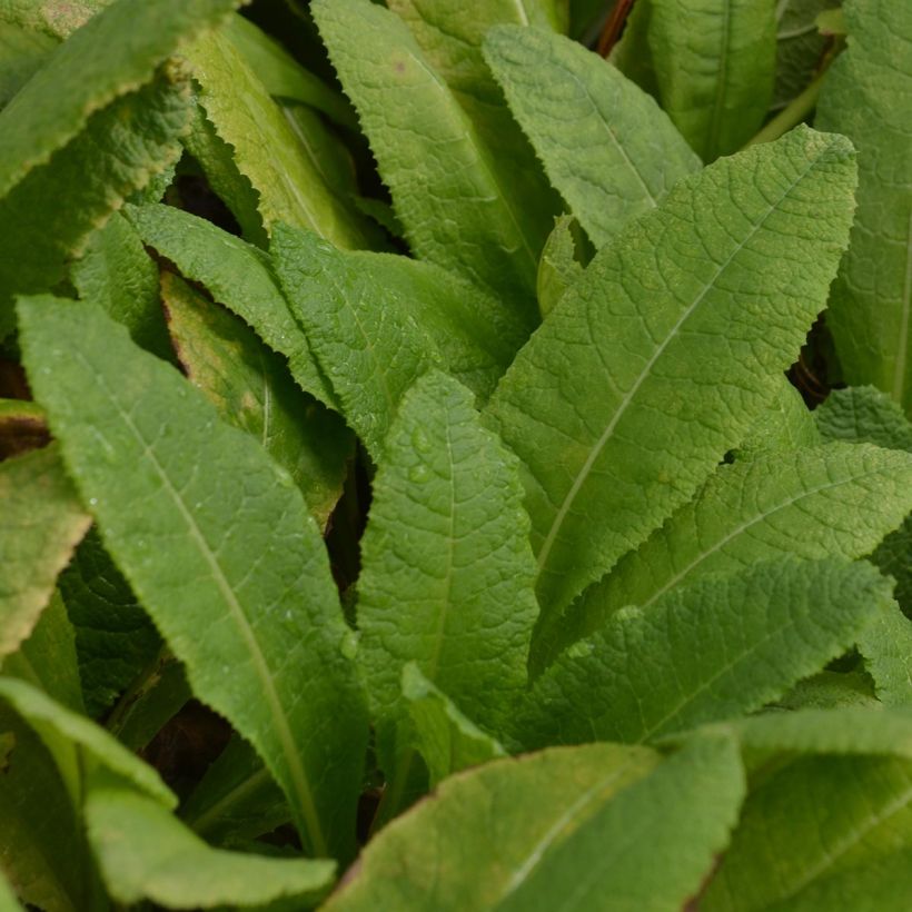 Primula bulleyana - Primrose (Foliage)