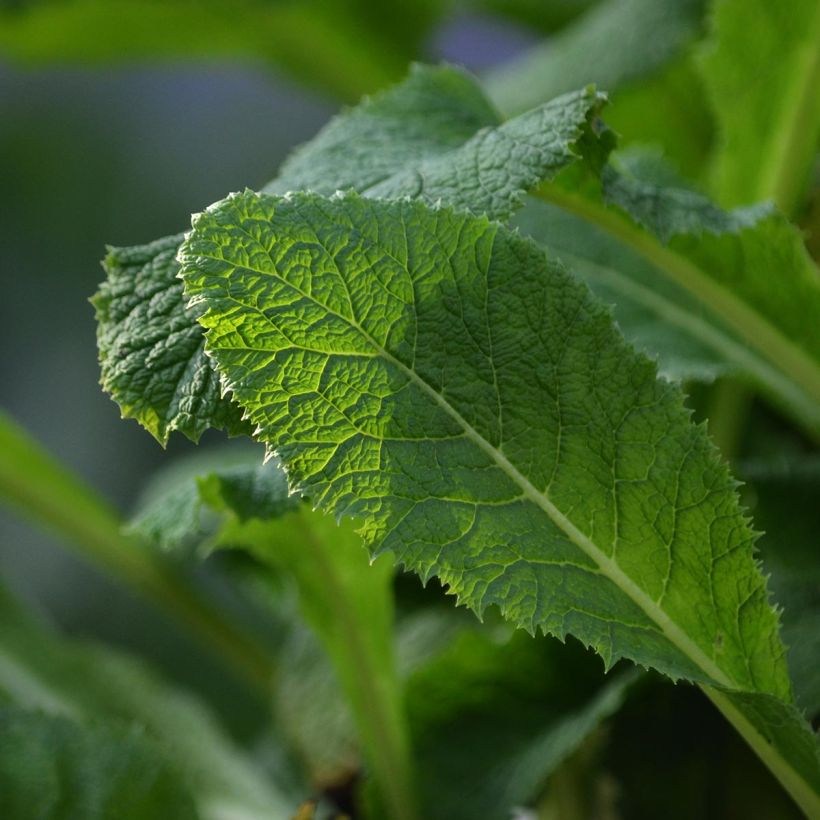 Primula pulverulenta - Mealy Primrose (Foliage)