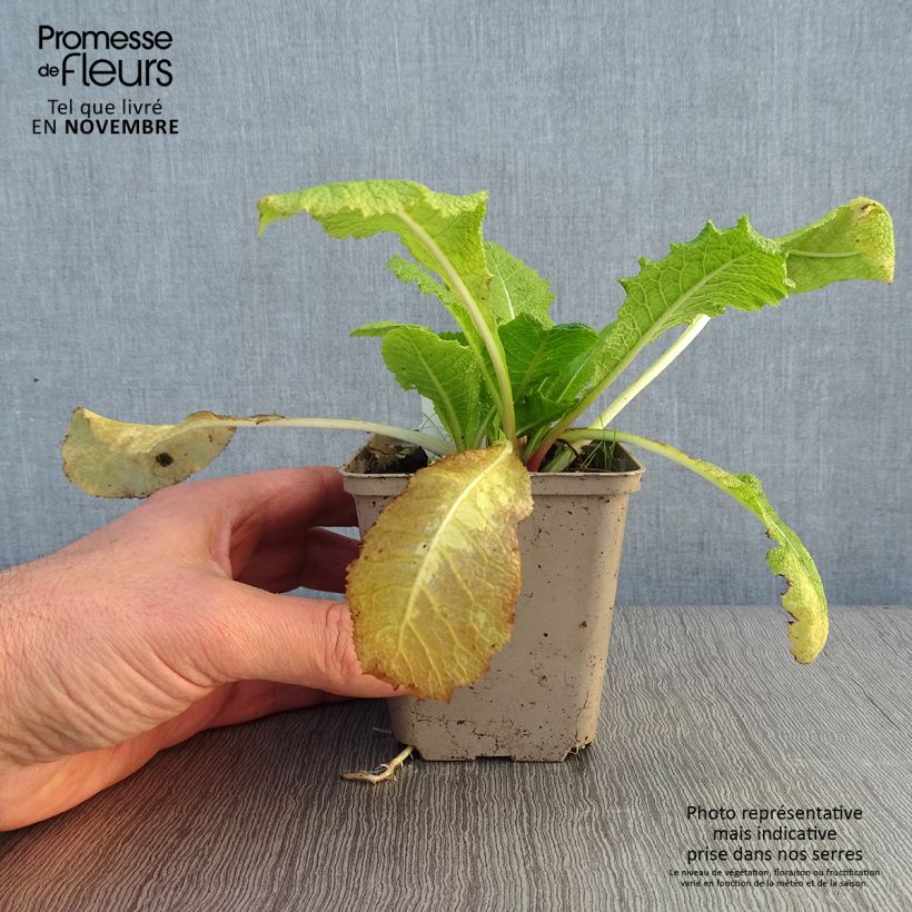 Primula pulverulenta - Mealy Primrose 8/9 cm pot sample as delivered in autumn