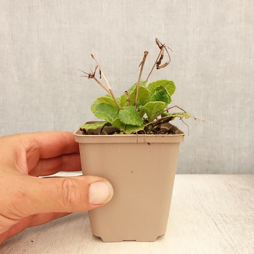 Primula x hybrida Elizabeth Killelay 8/9 cm pot sample as delivered in summer