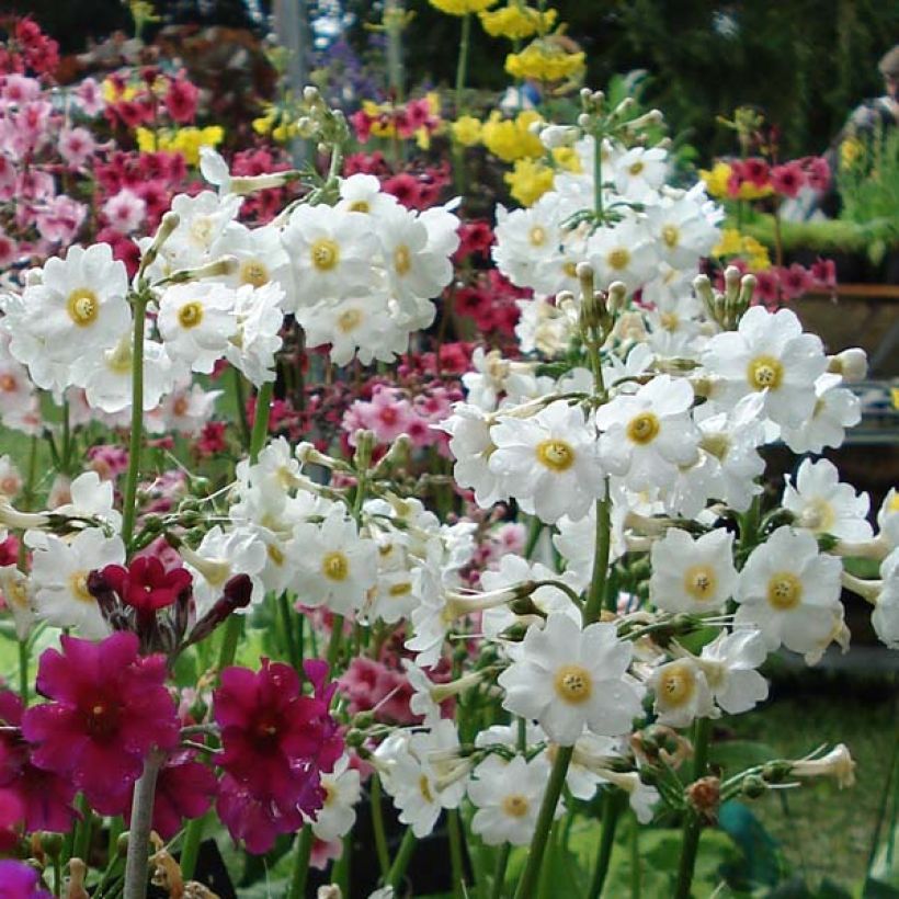 Primula japonica Alba - Japanese Primrose (Flowering)