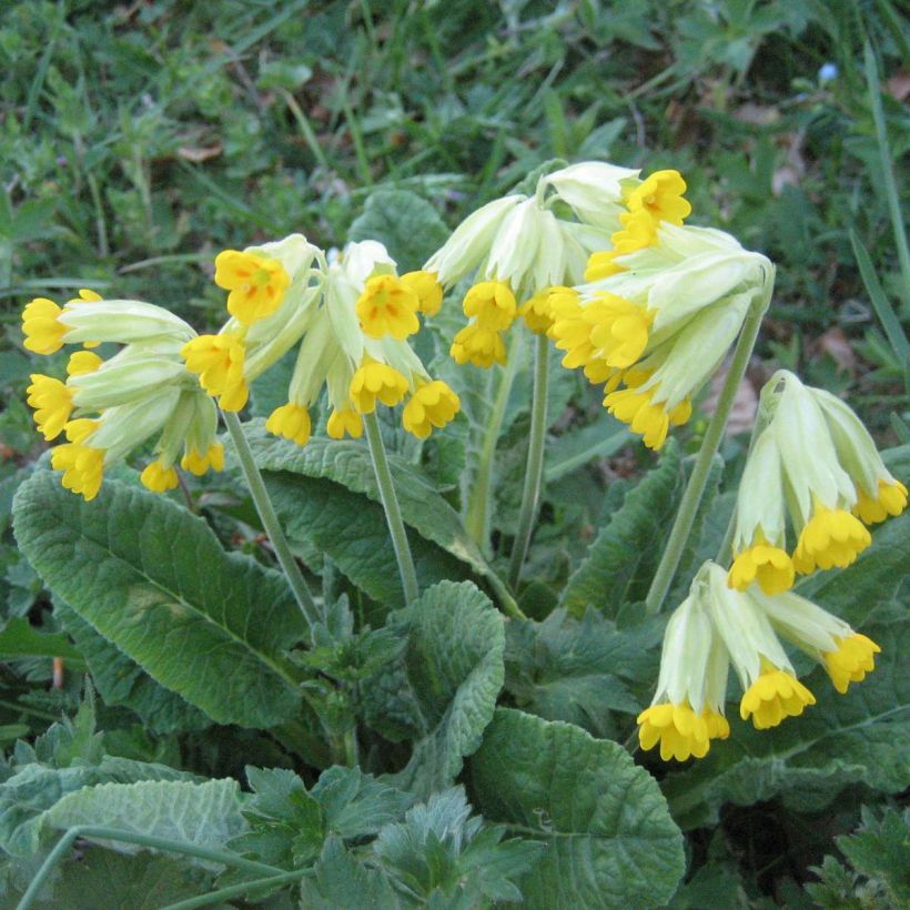 Primula veris - Cowslip (Flowering)