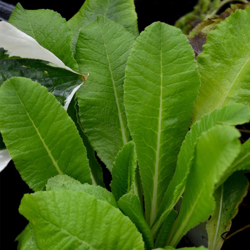 Primula denticulata Alba - Primrose (Foliage)