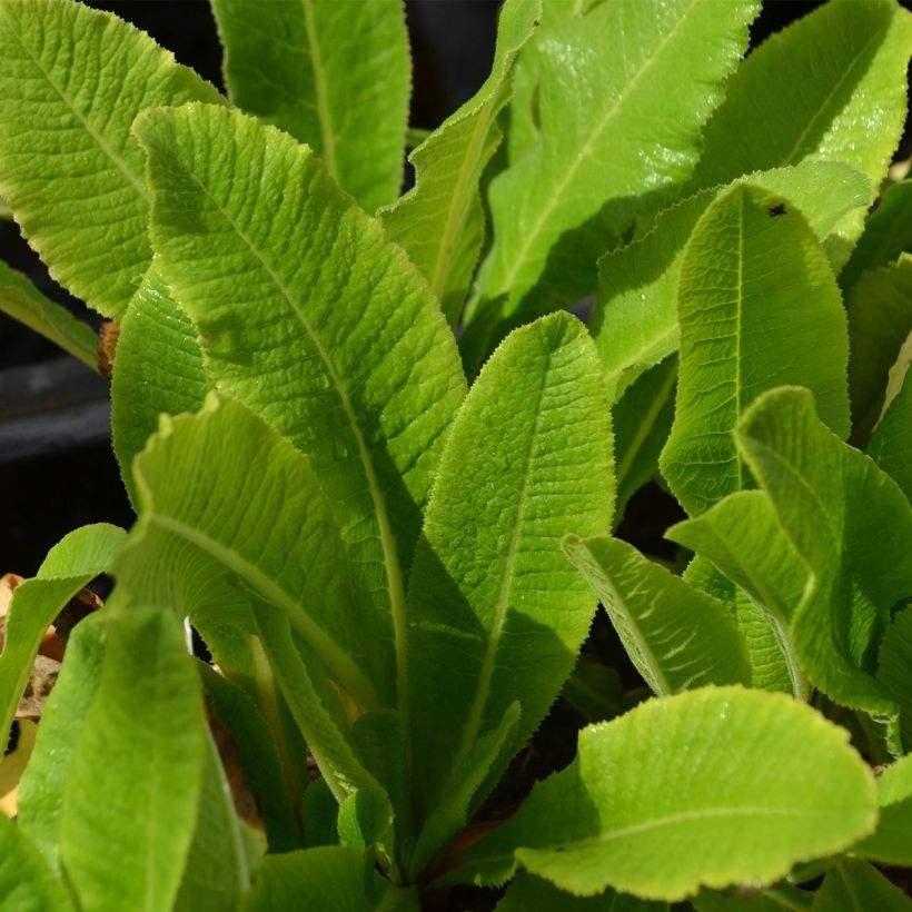 Primula denticulata Rubin - Primrose (Foliage)