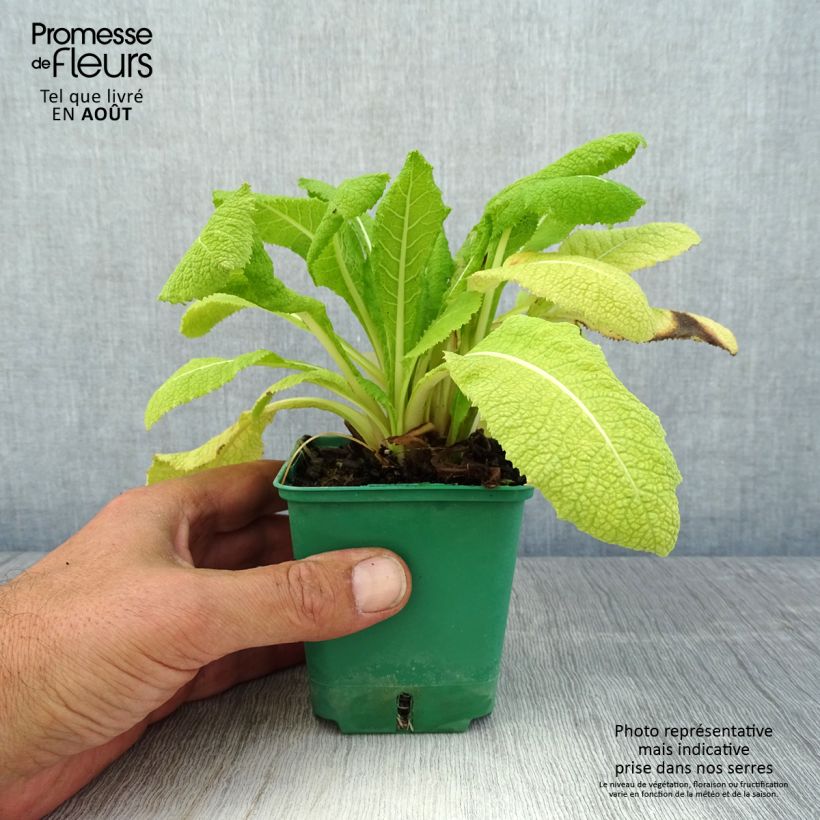 Primula japonica - Japanese Primrose 8/9 cm pot sample as delivered in summer