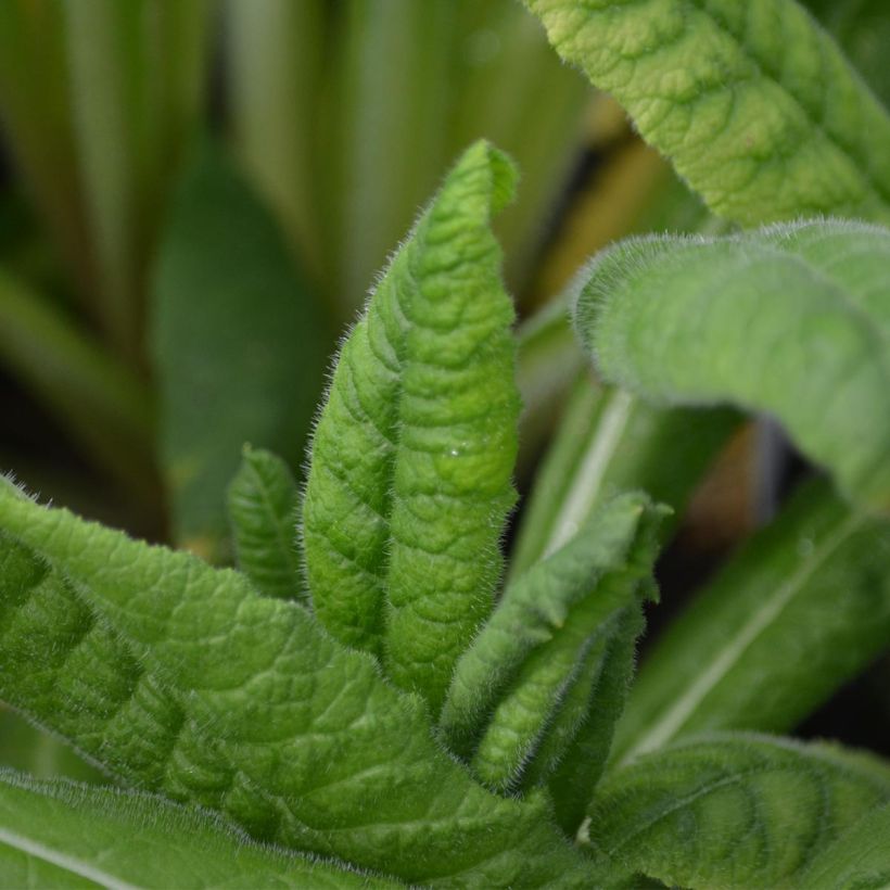 Primula vialii - Vial's Primrose (Foliage)