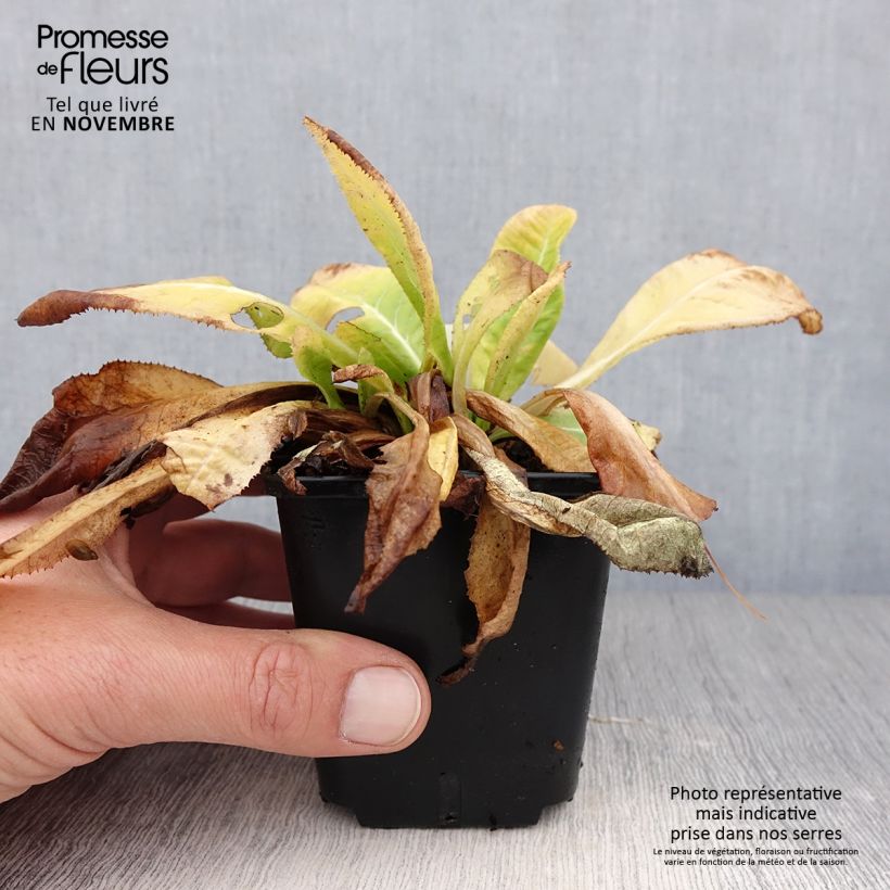 Primula denticulata Prom Lilac - Primrose 8/9 cm pot sample as delivered in autumn