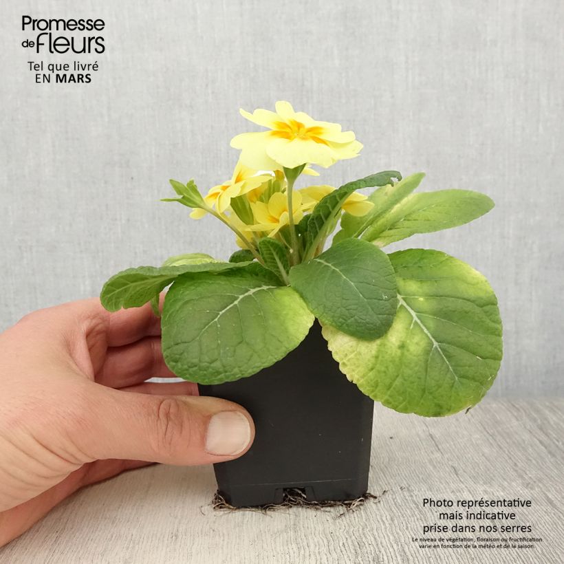 Primula vulgaris Rambo F1 'Lemon Cream' sample as delivered in spring