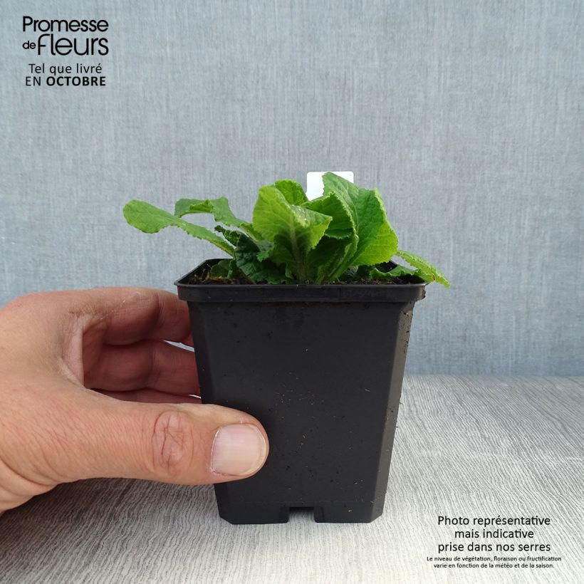 Primula vulgaris Sweetie - English Primrose 8/9 cm pot sample as delivered in autumn