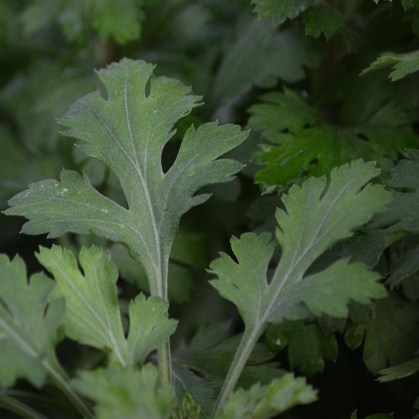 Chrysanthemum Mary Stoker (Foliage)