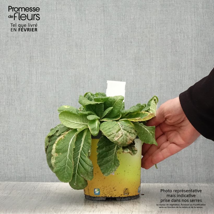 Primula vulgaris - English Primrose 2L/3L pot sample as delivered in winter