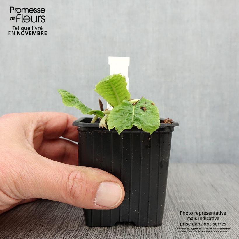 Primula beesiana - Primrose 8/9 cm pot sample as delivered in autumn