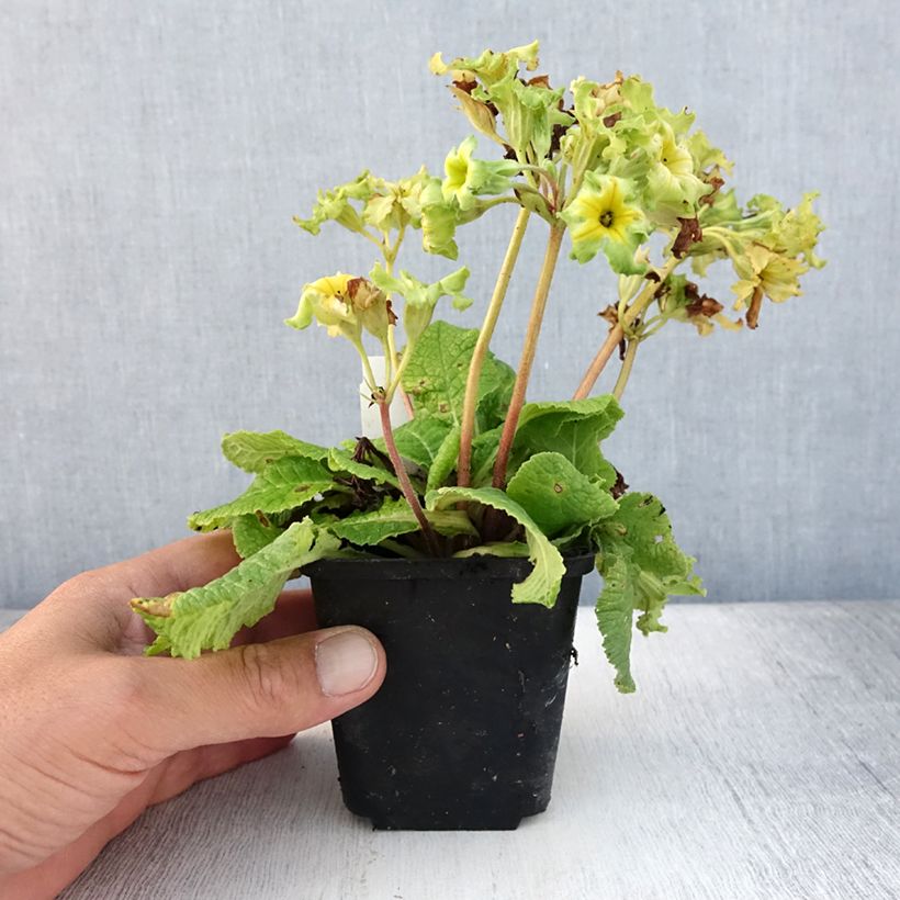 Primula vulgaris Francesca - English Primrose 8/9 cm pot sample as delivered in summer