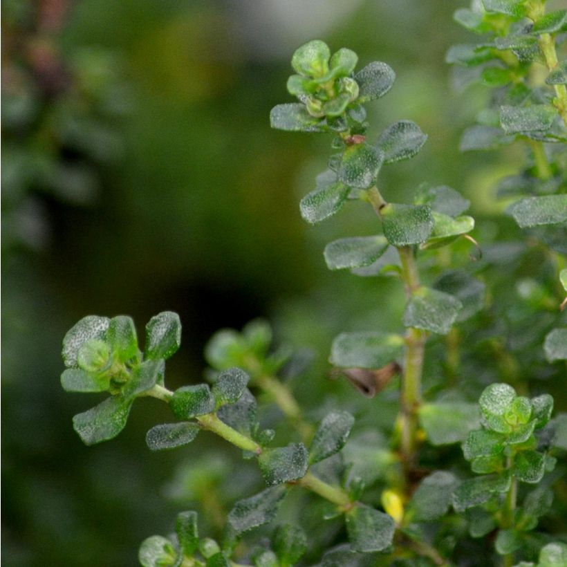 Prostanthera cuneata - Mint Bush (Foliage)